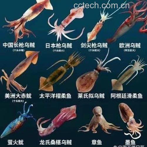 墨鱼(乌贼)与鱿鱼(枪乌贼)的形态学对比示意图,展示两者头部、触腕、内壳位置及墨囊分布。墨鱼体型较短粗,内壳厚呈椭圆形;鱿鱼体形细长,内壳透明如羽状。图中标注了可食用部位与营养富集区域 墨鱼与鱿鱼解剖结构对比图