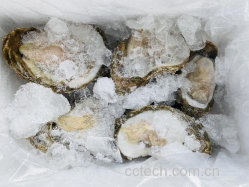 多种生蚝烹饪成品图,展示不同做法下的视觉效果与色泽 生蚝菜肴展示图