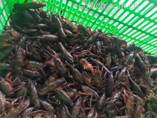 高清微距图:新鲜青壳小龙虾整齐排列于竹筐中,左侧展示带泥沙的腹部褶皱,右侧为已用硬毛刷彻底刷净的洁净虾腹,水珠晶莹,体现‘活虾现处理’的卫生标准 小龙虾活虾挑选与刷洗特写