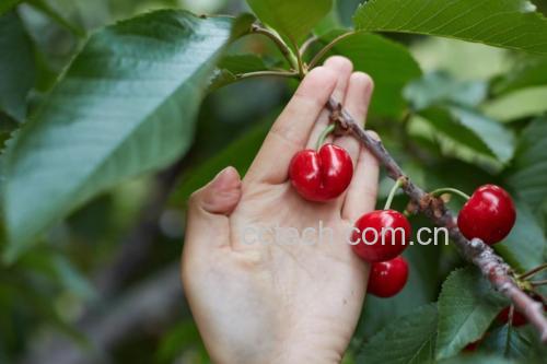 新鲜红色樱桃在阳光下闪耀,背景为绿叶 樱桃特写