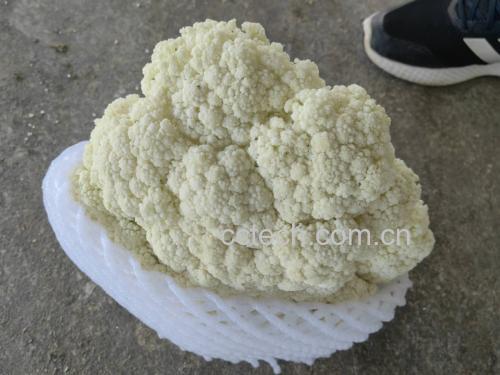 松花菜清炒成品图