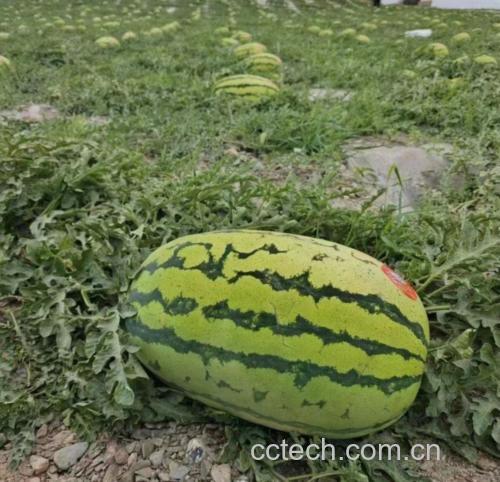 特小凤黄心西瓜实物图
