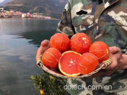 中华血橙剖面图:鲜艳的红色果肉展现其天然色素和饱满水分 中华血橙剖面图