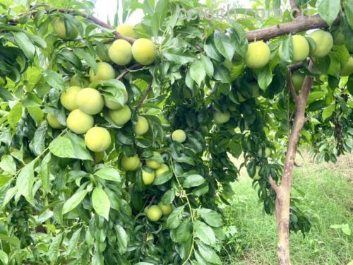 展示多个成熟蜂糖李的特写照片,果实饱满、色泽金黄带红晕 蜂糖李的整体外观展示