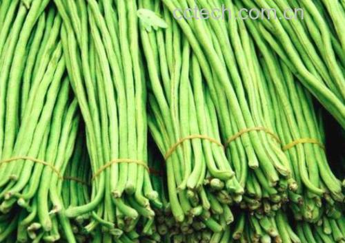 营养可视化:碱性食物组合餐盘,突出长豇豆作为核心碱性蔬菜的定位,配比科学,符合DASH饮食模式要求 营养餐盘示意图:白瓷圆盘中分区摆放焯烫长豇豆段(翠绿)、卤豆腐块(浅褐)、樱桃番茄(鲜红)、紫甘蓝丝(深紫),色彩鲜明,无酱汁淋洒,体现天然食材本味