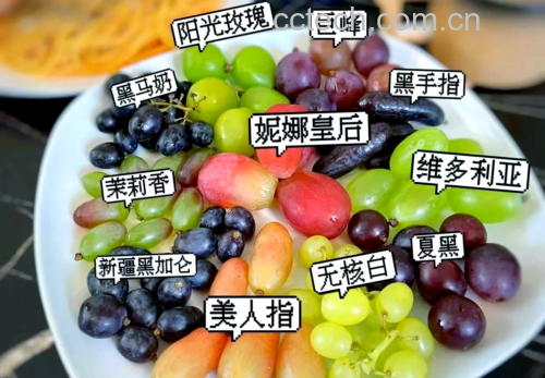 实验室级葡萄品质验证现场:展示糖度计实测读数、果肉pH检测、果粉微观结构观察,体现科学选品方法论 专业葡萄品鉴场景:白瓷盘中盛放阳光玫瑰葡萄,旁置糖度计(显示20.3°Bx)、pH试纸(显示果肉pH 3.62)、放大镜观察果粉结构