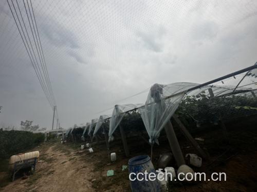 云南建水阳光玫瑰标准化生产基地航拍视角:展示连栋避雨棚结构、行距2.5m×株距1.2m的精准种植模式、反光地膜应用及健康叶幕层 阳光玫瑰葡萄果园实景:云南建水县标准化避雨栽培棚内,藤蔓整齐垂挂,果穗匀称下垂,叶片浓绿无病斑,地面覆反光膜增强着色