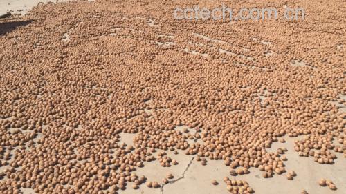现代化核桃加工场景:10℃恒温破壳工艺最大限度保留热敏性多酚与维生素E,避免传统日晒导致的营养流失 秋季核桃加工车间内,全自动低温破壳流水线正在运行,不锈钢传送带上整齐排列着刚脱青皮的核桃,机械臂精准定位破壳,全程温度控制在18℃以内