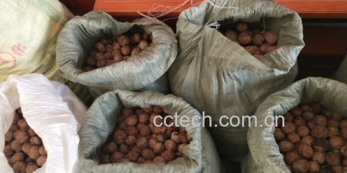 一名学生坐在书桌前,手拿一瓶六个核桃饮料,在认真阅读书籍 学生饮用六个核桃