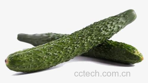 一根表皮翠绿、带刺的新鲜黄瓜横切面清晰可见内部水分丰富的果肉,背景为厨房操作台,突出其新鲜状态 新鲜黄瓜特写