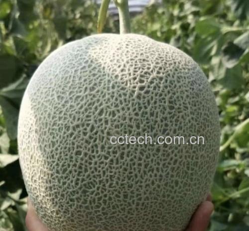 高清微距摄影:成熟网纹甜瓜横切面,展示典型厚皮甜瓜结构——致密果肉、低纤维含量(0.4g/100g)、无粗硬籽腔,果肉中可见少量透明胶质状果胶分布,印证其易消化特性 网纹甜瓜横切特写:金黄色果肉细腻均匀,表面覆盖清晰凸起网纹,果皮青灰绿底泛浅黄晕,果肉中心糖度检测仪显示16.3°Bx