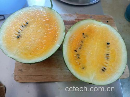 黄色西瓜果实特写