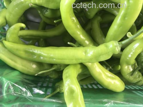 正在挑选新鲜青椒,桌上摆放着不同品种的辣椒 挑选青椒