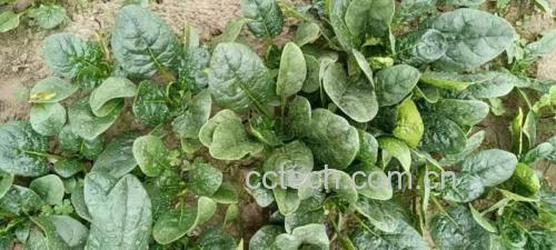 焯水菠菜步骤示意图,展示如何通过焯水去除草酸和部分嘌呤 焯水菠菜示意图