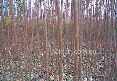 一壶李子酒旁边摆放着新鲜的李子果实,展现出从果到酒的自然转化过程 李子酒与李子果实搭配图