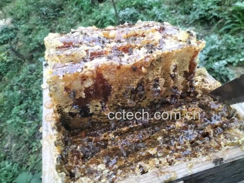 一位母亲正在为1岁以上的孩子准备温蜂蜜水 儿童饮用蜂蜜水