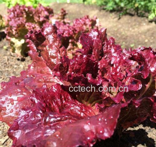 红罗莎生菜特写