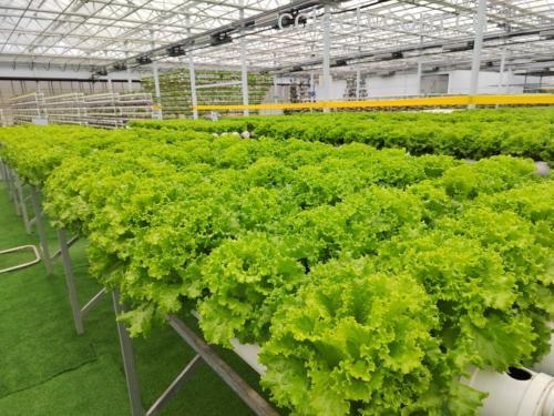 展示多种可生吃的生菜品种,包括奶油生菜、罗马生菜、长叶生菜 生菜种类展示图