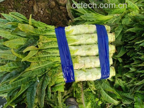 摆盘精致的莴苣沙拉,搭配番茄、黄瓜和橄榄油,色彩鲜艳、营养均衡 莴苣切片与沙拉搭配的健康餐盘