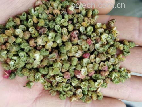 图片说明:左侧为嫩花椒,右侧为老花椒,展示其颜色与形态差异 嫩花椒与老花椒对比图