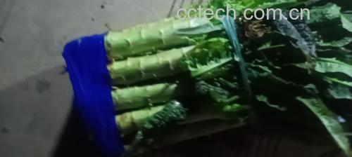 一位主妇在厨房水槽边认真清洗莴苣,旁边放着新鲜的蔬菜篮子 家庭厨房中正在清洗莴苣的画面