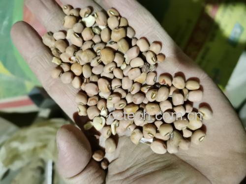 豆角与其他蔬菜的蛋白质含量对比柱状图 豆角营养对比图