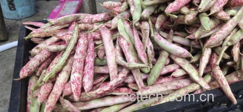 豆角炒肉,搭配动物蛋白提升营养均衡性 豆角炒肉配图