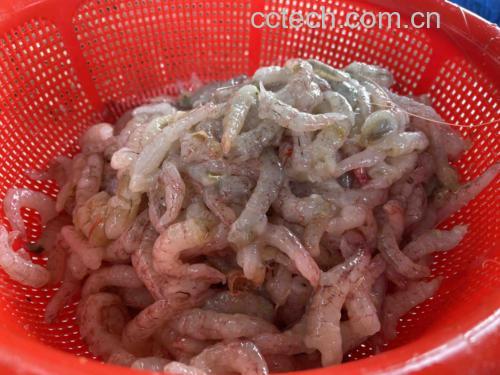 高清食材对比图:新鲜沙瓤西红柿与现剥鲜虾仁同框,突出色泽、质地与洁净度,体现‘安全同食’的视觉信任感 西红柿与鲜虾并排摆放特写:左侧为4-5颗饱满红润的沙瓤西红柿(带青梗),右侧为20只去壳去线的鲜虾仁(半透明带淡粉光泽),中间铺陈一小撮翠绿葱花,背景为原木砧板与不锈钢盆