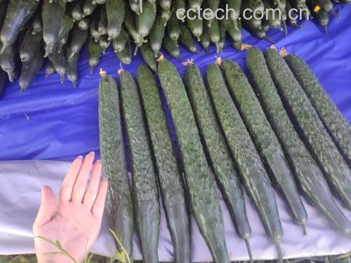 图片说明:菜瓜(左)与黄瓜(右)的外观对比,展示两者在颜色、形状上的差异 菜瓜与黄瓜对比图