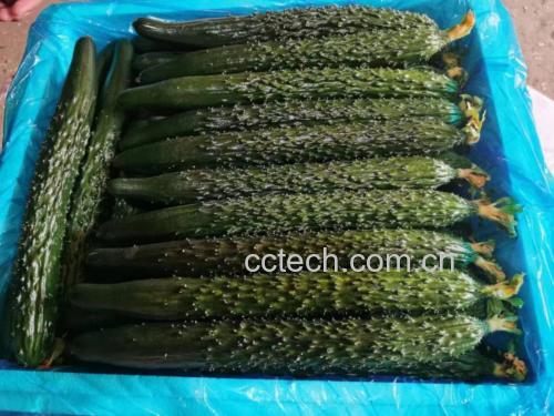 图片说明:菜瓜与黄瓜的营养成分对比图表,突出糖分、热量、膳食纤维等关键指标 菜瓜与黄瓜的营养成分图表