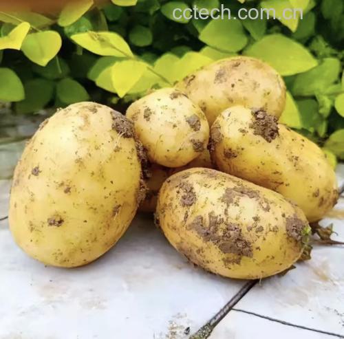 新鲜包菜与黄心土豆并排特写:包菜叶片翠绿厚实无黄斑,土豆表皮干爽无绿斑芽眼,体现优质原料选择标准 包菜与土豆并排摆放特写:新鲜绿叶包菜紧实饱满,表皮泛蓝绿色光泽;黄心土豆表皮浅褐色、芽眼少而浅,两者置于竹编菜篮中,背景为木质厨房台面