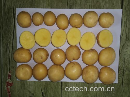 图片说明:左侧为生土豆切片,右侧为熟土豆切片,展示其质地和颜色差异 生土豆与熟土豆的对比图