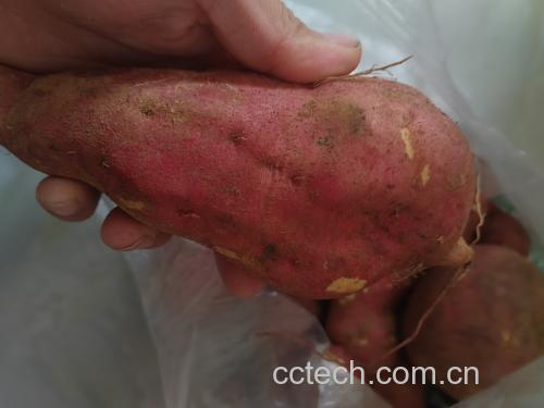 一碗由红薯块与新鲜生菜叶组成的健康沙拉,表面撒有橄榄油和坚果 红薯与生菜搭配的沙拉