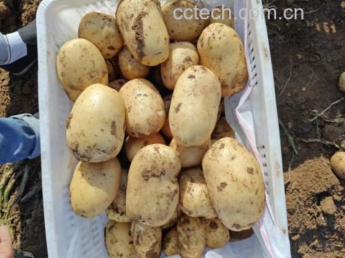 挑选表皮光滑、无芽眼的新鲜土豆 挑选优质土豆