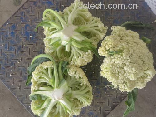 松花菜清洗与切块