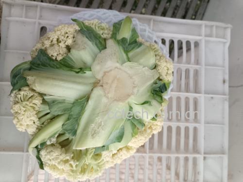 展示新鲜松花菜与挑选标准 松花菜挑选图