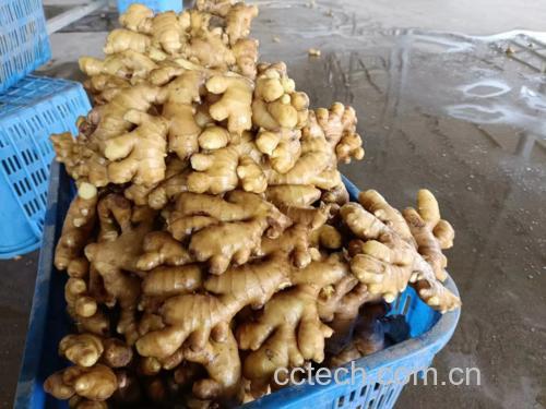 生姜在中医中的作用