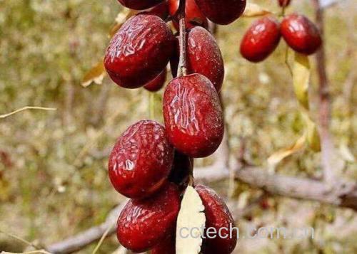 水煮苹果与红枣、山药搭配 水煮苹果与红枣、山药搭配