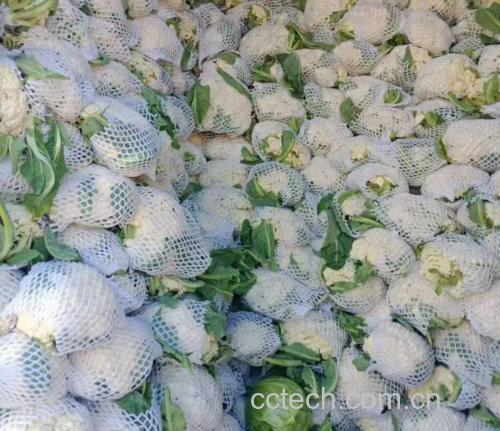 松花菜与西兰花并列摆放,展示其外观差异 松花菜与西兰花对比图