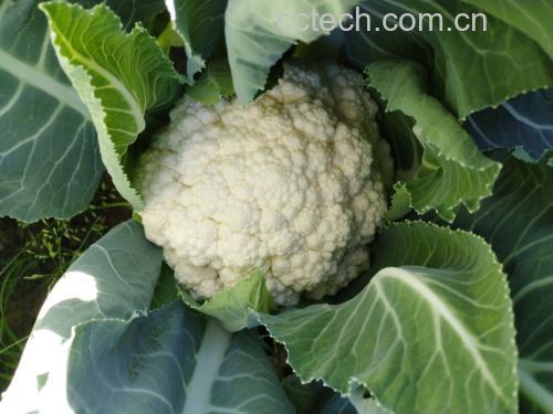 一颗完整的白色菜花,呈紧实的乳白色花球状,叶片翠绿包裹底部,背景为自然农田环境,阳光柔和,突出新鲜与原生态 白色菜花特写