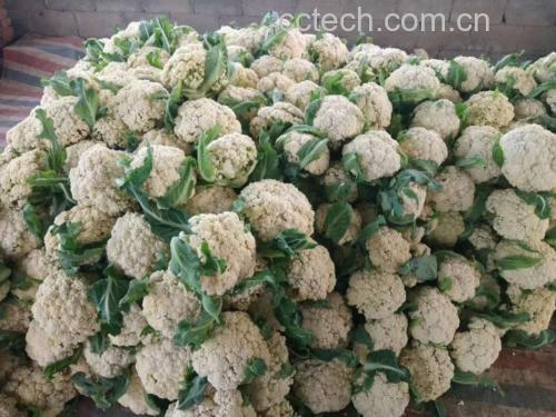 农贸市场摊位上整齐摆放多颗新鲜白色菜花,背景有农民与顾客交流,体现产地直供的新鲜品质,光线明亮自然 市场摊位上的新鲜白色菜花