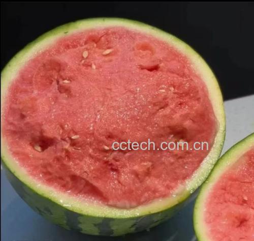 一块切开的麒麟西瓜横截面,左侧为正常红色瓜瓤,右侧出现大面积褐色软化区域,组织松散并伴有透明渗出液,表面略显黏腻,拍摄于实验室白光背景下 切开的麒麟西瓜显示内部腐烂区域:瓜瓤呈现褐色软化区,边缘有渗液现象