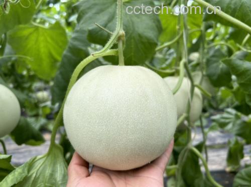 玉菇甜瓜不同成熟阶段对比图