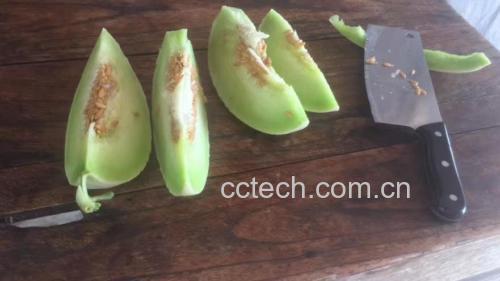 切开的玉菇甜瓜特写图