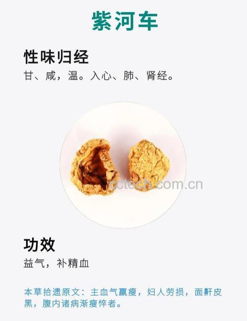 紫河车功效与作用原料介绍营养分析适宜人群食用指导食疗作用食材文化