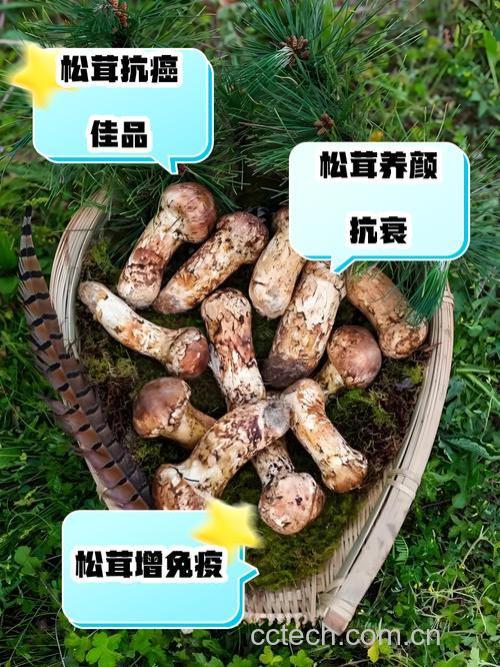 松耸菌的功效和作用,松耸菌的吃法