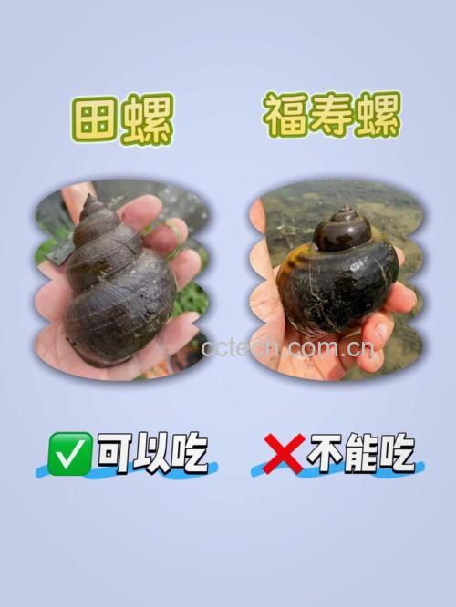 吃田螺的注意事项 田螺不能和什么一起吃