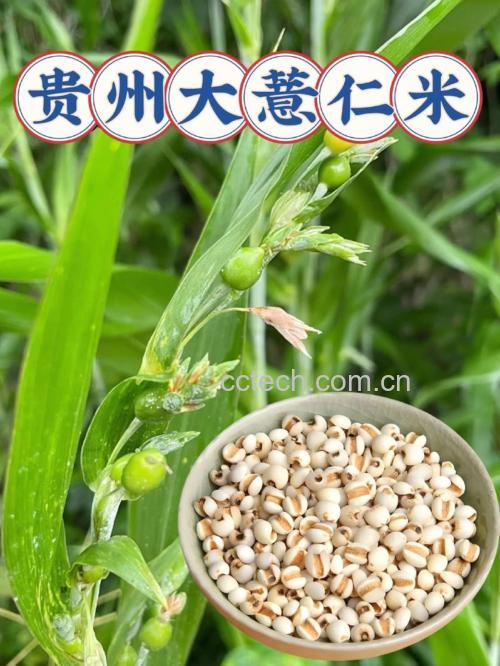 薏米红豆的功效与作用