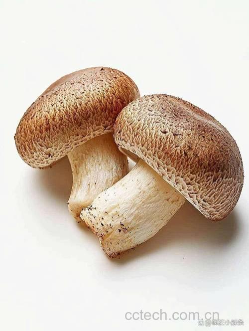 香菇的营养价值是什么