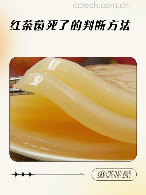 红茶菌的功效 喝红茶菌的好处